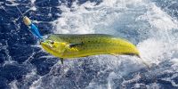 Mahi mahi fishing in Jaqué, Puerto Piñas, Darién