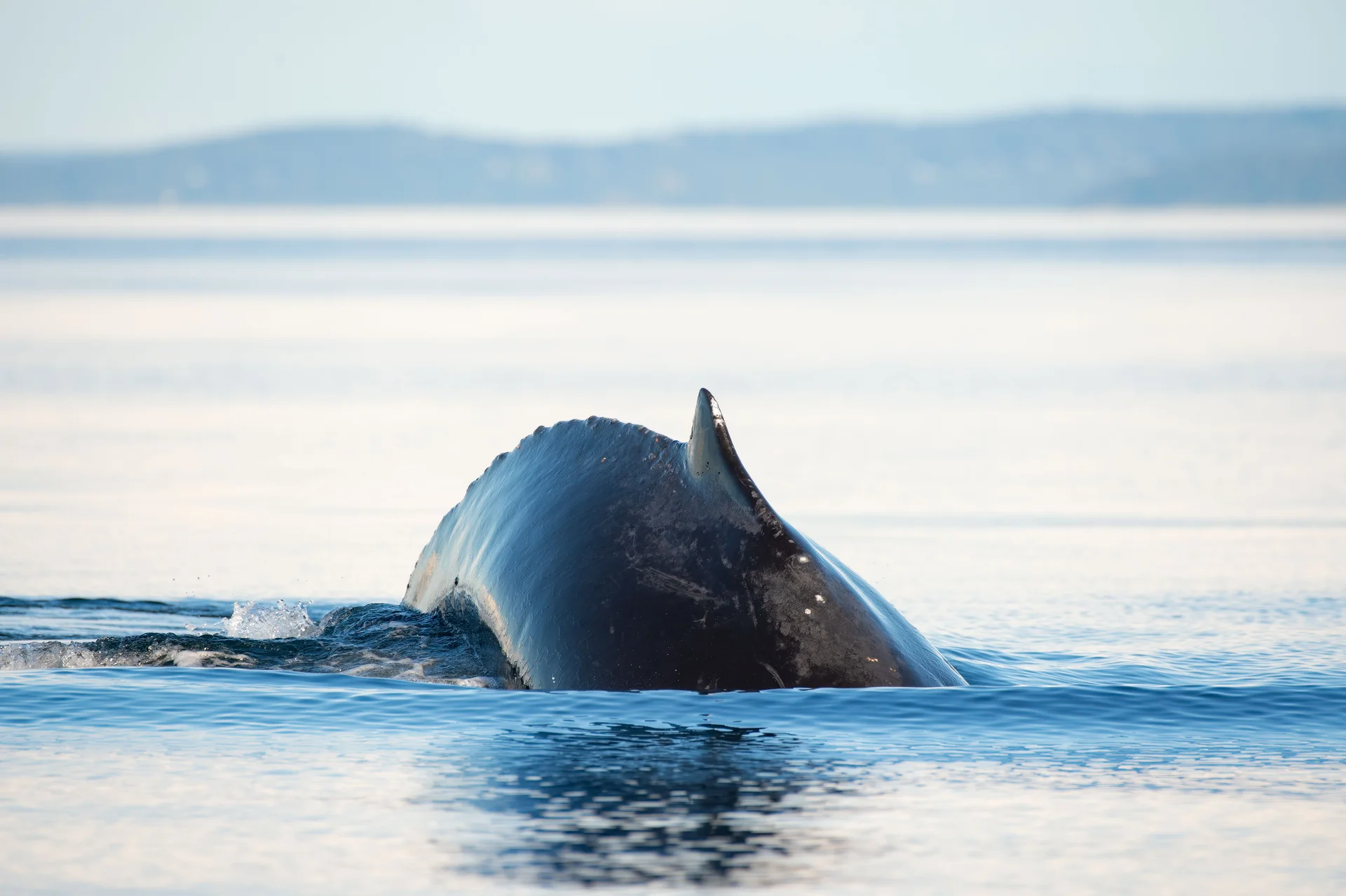 whale watching in Panama