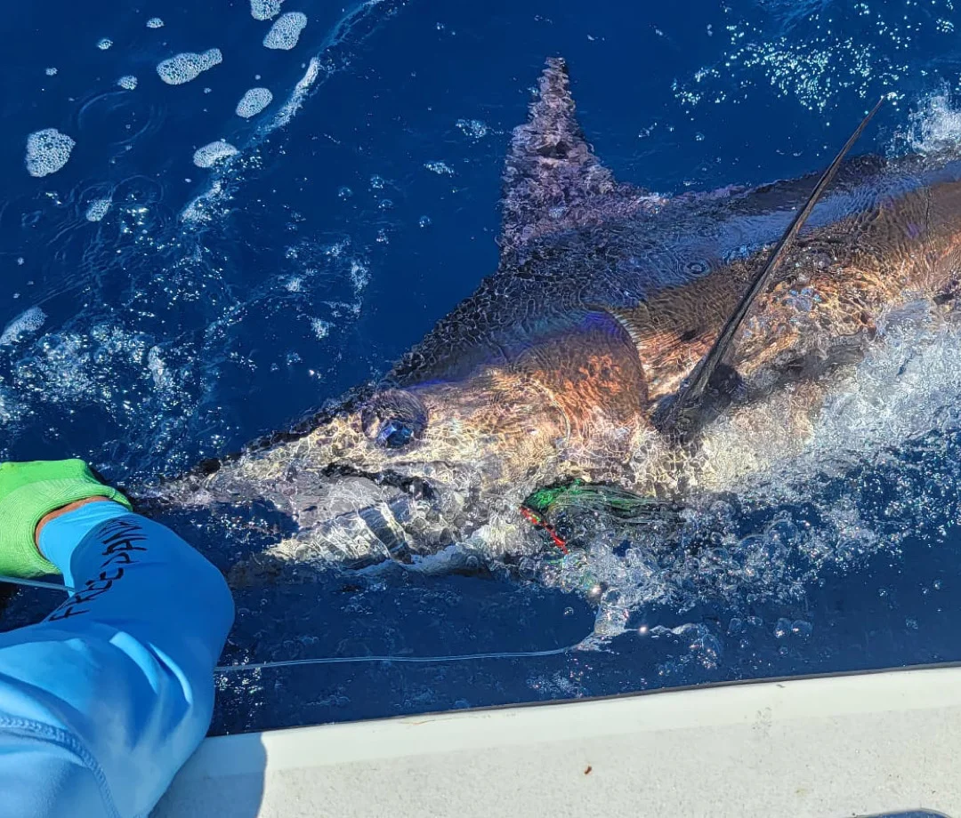 Offshore Fishing in the Gulf of Chiriqui - Image 5