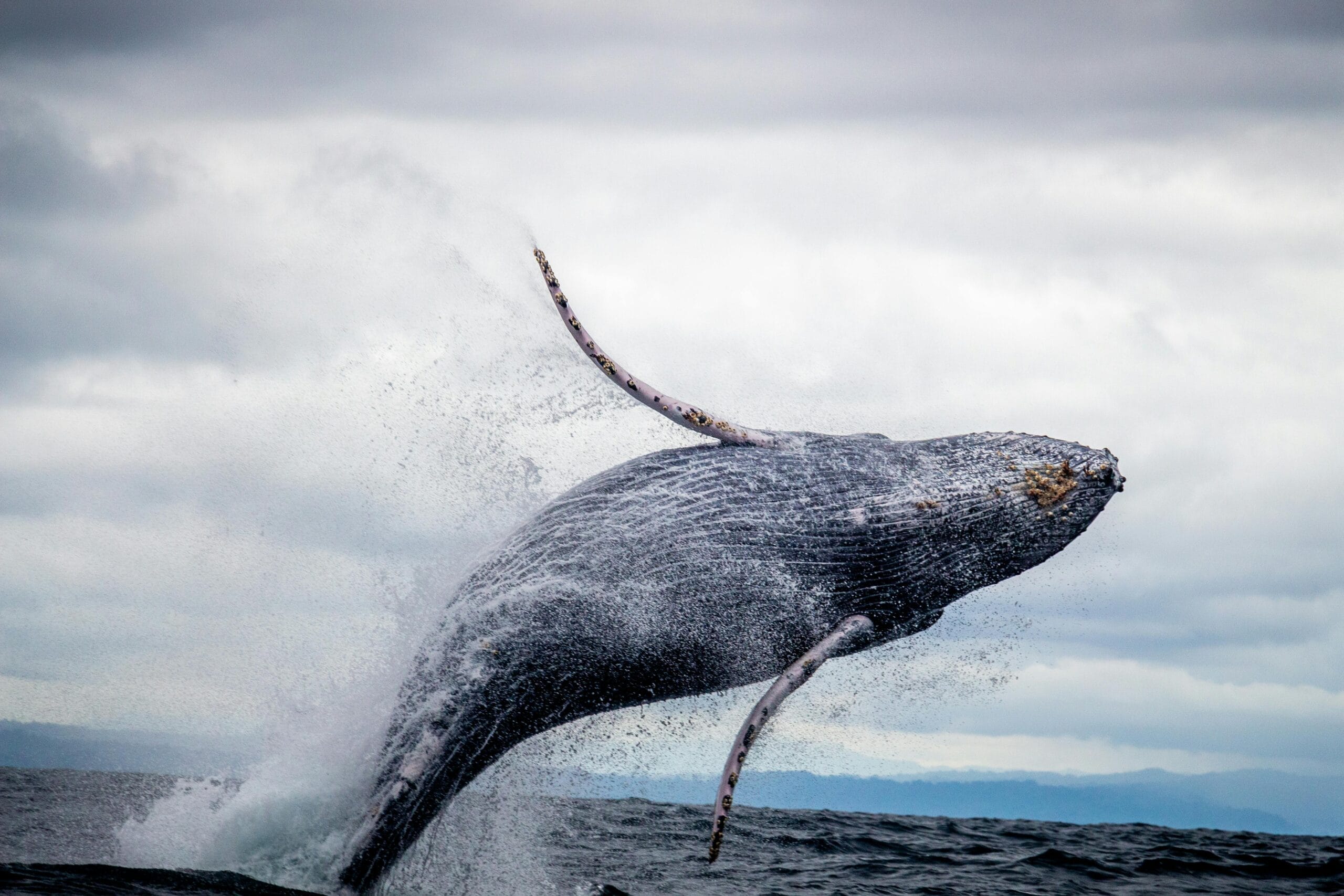 whale watching 2025 season in panama